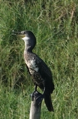 Phalacrocorax fuscicollis