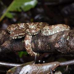 Craspedocephalus malabaricus