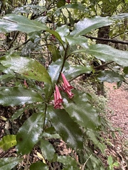 Alseuosmia macrophylla