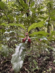 Alseuosmia macrophylla