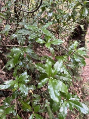 Alseuosmia macrophylla