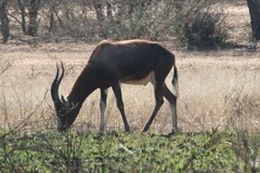 Damaliscus pygargus phillipsi