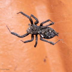 Portia labiata