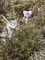 Gladiolus variegatus
