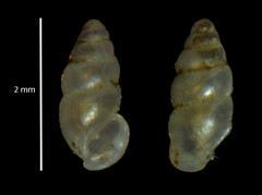 Carychium tridentatum