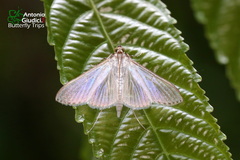 Cydalima diaphanalis