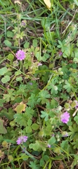 Geranium molle