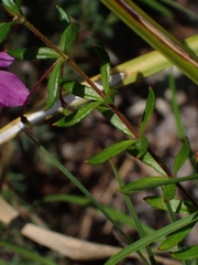 Tetratheca thymifolia