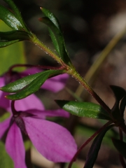 Tetratheca thymifolia