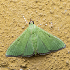 Parotis marginata