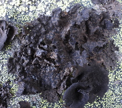 Umbilicaria hyperborea hyperborea