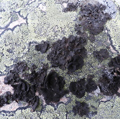 Umbilicaria hyperborea hyperborea