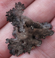 Umbilicaria hyperborea hyperborea