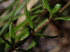 Tetratheca thymifolia