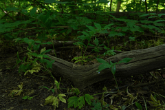 Polygonatum multiflorum
