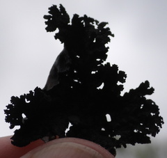 Umbilicaria hyperborea hyperborea