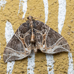 Ecliptopera rectilinea