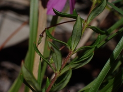 Tetratheca thymifolia