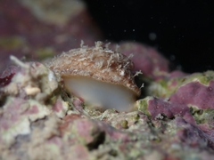 Emarginula octaviana