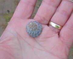 Bembicium auratum