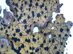 Umbilicaria hyperborea hyperborea