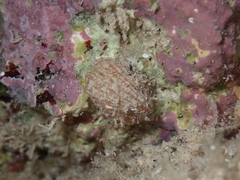 Emarginula octaviana