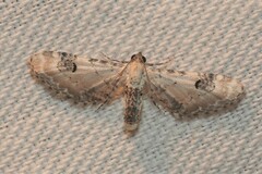 Eupithecia centaureata