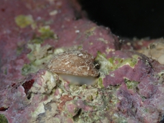 Emarginula octaviana
