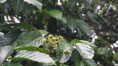 Leea philippinensis