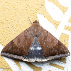 Artena dotata
