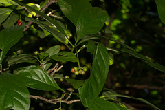 Psychotria pumila image
