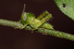 Abisares viridipennis