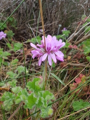 Pelargonium capitatum