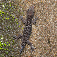 Hemidactylus parvimaculatus