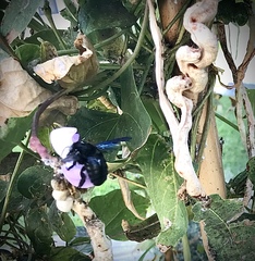 Xylocopa violacea