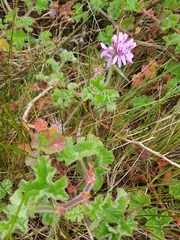 Pelargonium capitatum