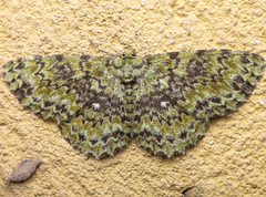 Ophthalmitis herbidaria