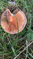 Paxillus involutus