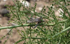 Mozena arizonensis