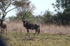 Connochaetes taurinus taurinus