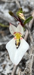 Levenhookia pauciflora