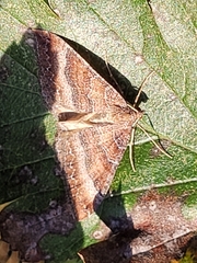 Larentia clavaria