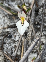 Levenhookia pauciflora