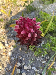 Hyobanche sanguinea