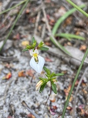 Levenhookia pauciflora