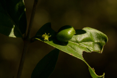 Bullockia setiflora image