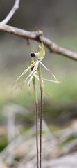 Caladenia parva