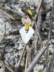 Levenhookia pauciflora