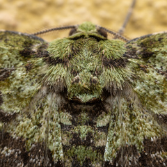 Ophthalmitis herbidaria