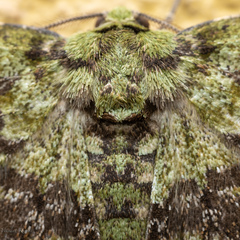 Ophthalmitis herbidaria